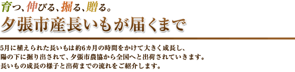 夕張市産長いもが届くまで