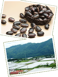 夕張の隠れた名産品、大粒の紫花豆を昔ながらの製法でやさしく煮込みました