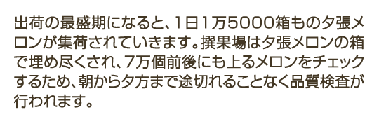 出荷の最盛期になると、1日1万5000箱もの夕張メロンが集荷されていきます。撰果場は夕張メロンの箱で埋め尽くされ、7万個前後にも上るメロンをチェックするため、朝から夕方まで途切れることなく品質検査が行われます。