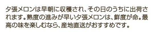 夕張メロンは早朝に収穫され、その日のうちに出荷されます。熟度の進みが早い夕張メロンは、鮮度が命。最高の味を楽しむなら、産地直送がおすすめです。