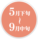 ５月下旬～９月中旬